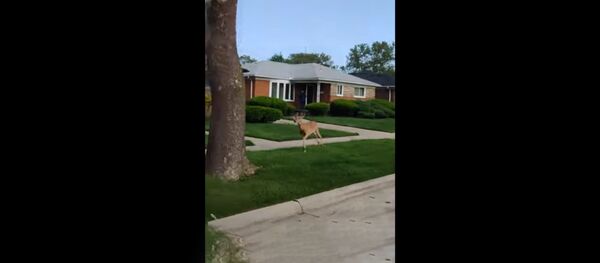 Житель США снял на видео свою пробежку с оленями Житель США снял на видео свою пробежку с оленями - Sputnik Литва