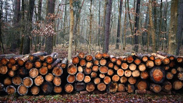 Вырубка леса, архивное фото - Sputnik Литва