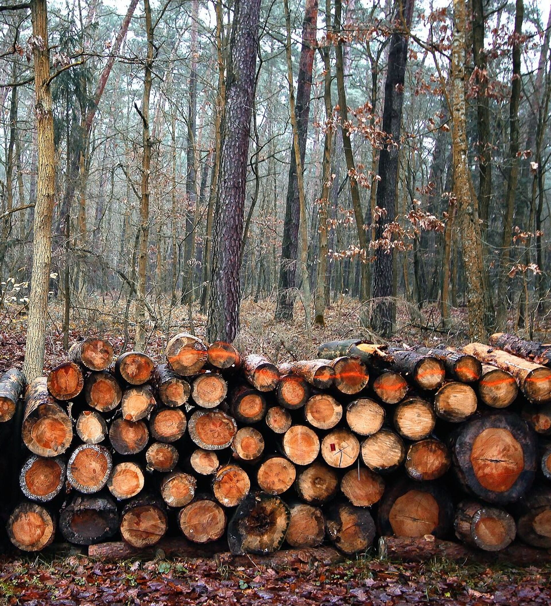 Благодаря лечения я быстро поправился вырубая леса. Спиленный лес. Незаконная рубка лесных насаждений. Тонны срубленных деревьев. Спил дерева в Чернобыле.