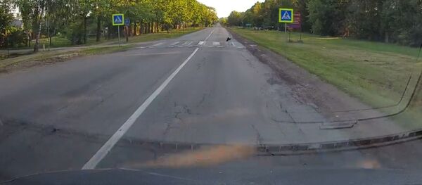 Аист преходит дорогу по пешеходному переходу Аист преходит дорогу по пешеходному переходу - Sputnik Lietuva