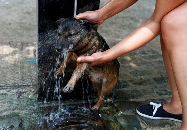 Женщина купает собаку в фонтане в жаркий летний день в Брюсселе, Бельгия - Sputnik Lietuva