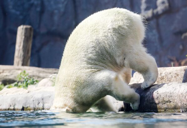 Белый медведь в зоопарке Гельзенкирхена в жаркий летний день, Германия - Sputnik Lietuva