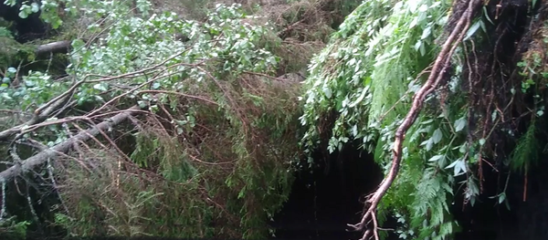В Литве из-за шквала пострадали около тысячи деревьев В Литве из-за шквала пострадали около тысячи деревьев - Sputnik Литва