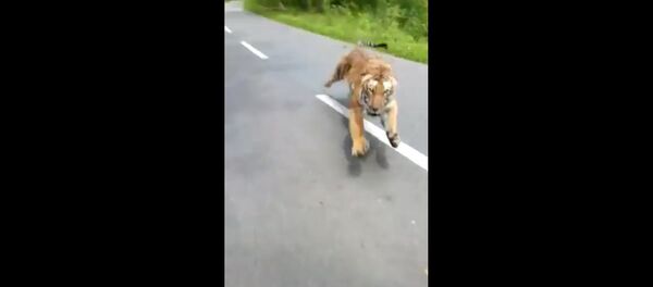 Tigras persekioja motociklininką Indijoje Tigras persekioja motociklininką Indijoje - Sputnik Lietuva