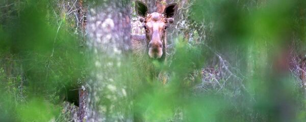 Молодой лось в перелеске в Сегежском районе Карелии Молодой лось в перелеске в Сегежском районе Карелии - Sputnik Lietuva