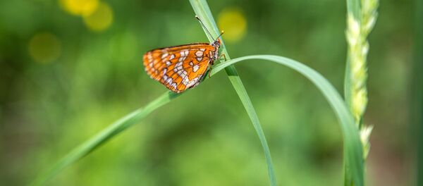 Бабочка огневка на полевом цветке в Республике Карелия Бабочка огневка на полевом цветке в Республике Карелия - Sputnik Lietuva
