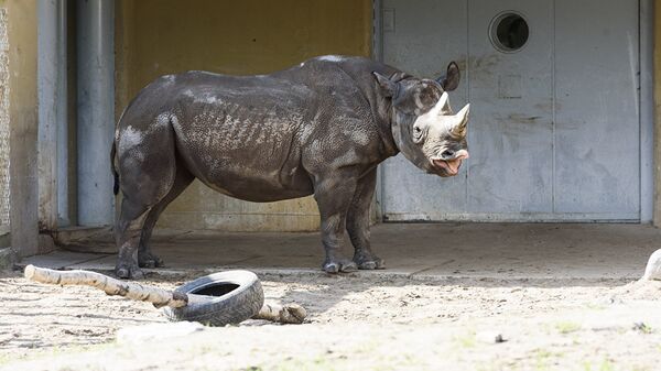 Черный носорог прятался в тени - Sputnik Литва
