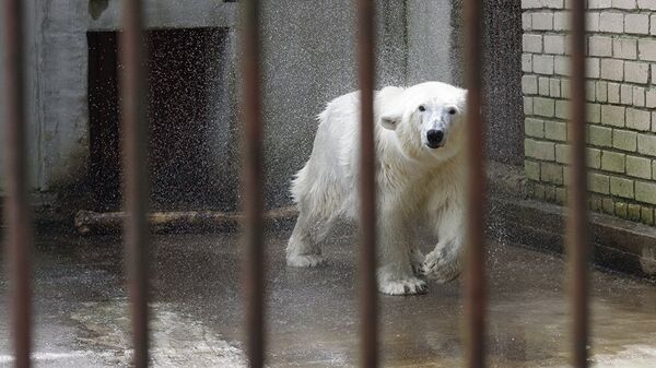 Белый медведь сразу после водных процедур - Sputnik Литва