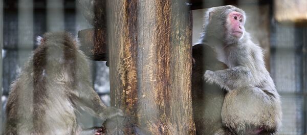 Японские макаки - Sputnik Литва