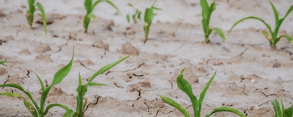 Засуха, архивное фото - Sputnik Литва