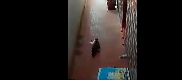 В Индии кот защитил хозяев от кобры - Sputnik Литва