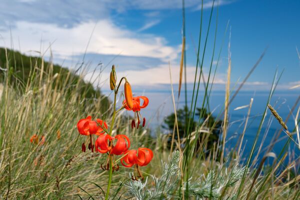 Цветы, растущие на острове Ольхон на озере Байкал в Иркутской области - Sputnik Lietuva