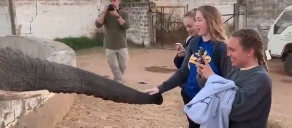 Слон ударил девочку хоботом Слон ударил девочку хоботом - Sputnik Lietuva