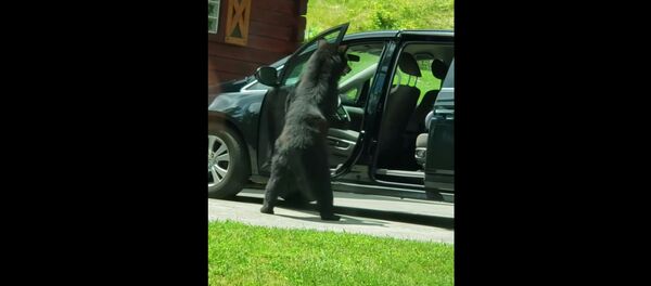 Медведь открыл двери автомобиля Медведь открыл двери автомобиля - Sputnik Lietuva