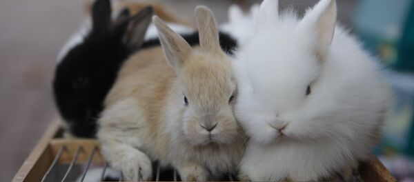 Продажа кроликов на улицах города Сочи Продажа кроликов на улицах города Сочи - Sputnik Литва