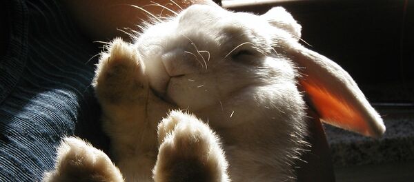 Белый кролик - Sputnik Lietuva