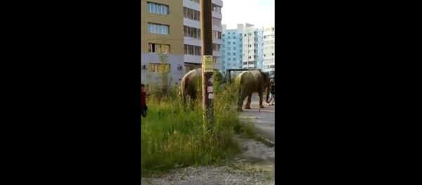 Jakutske vyras gatve vaikščiojo su dviem drambliais - Sputnik Lietuva