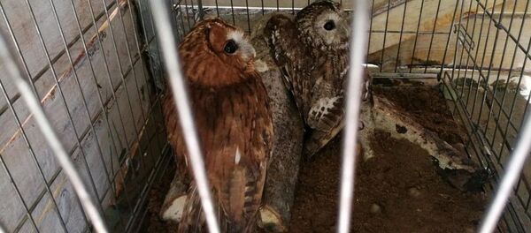 Lietuvis bandė neteisėtai parduoti pelėdas internete Lietuvis bandė neteisėtai parduoti pelėdas internete - Sputnik Lietuva