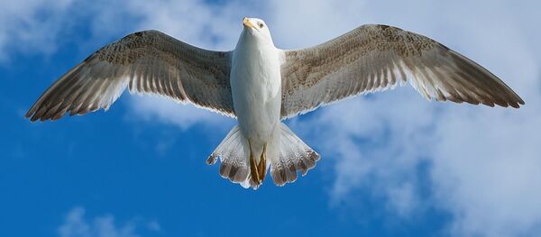 Чайка, архивное фото Чайка, архивное фото - Sputnik Lietuva