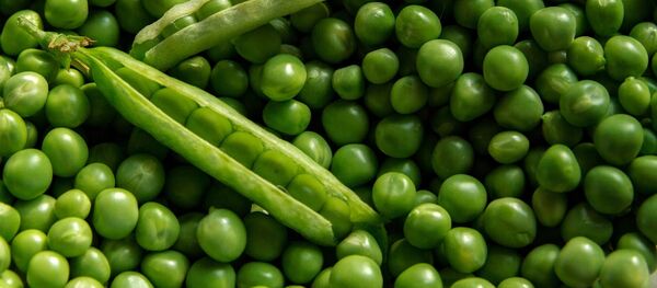 Зеленый горох, архивное фото Зеленый горох, архивное фото - Sputnik Lietuva