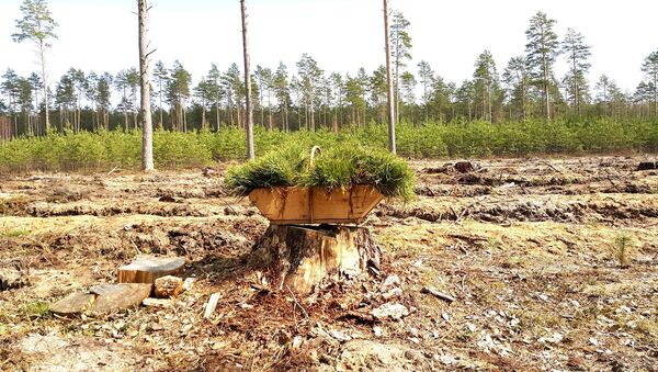Вырубленный лес в Литве, архивное фото - Sputnik Литва