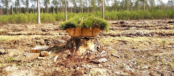 Вырубленный лес в Литве, архивное фото Вырубленный лес в Литве, архивное фото - Sputnik Литва