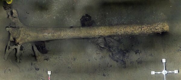 Baltijos jūros dugne netoli Klaipėdos rastas prieš 10 tūkst metų žlugęs miškas - Sputnik Lietuva