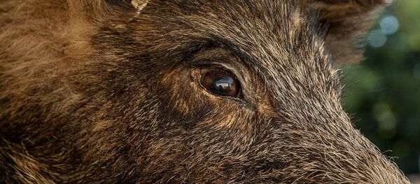 Взгляд кабана Взгляд кабана - Sputnik Литва