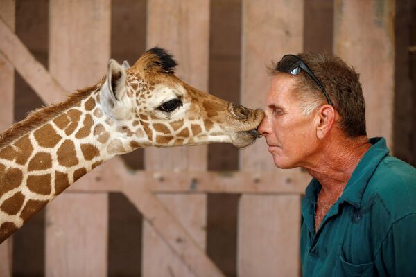 Новорожденный сетчатый жираф целует сотрудника в сафари-зоопарке Рамат-гана, близ Тель-Авива, Израиль - Sputnik Литва