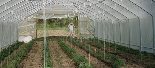 Теплица, архивное фото Теплица, архивное фото - Sputnik Литва