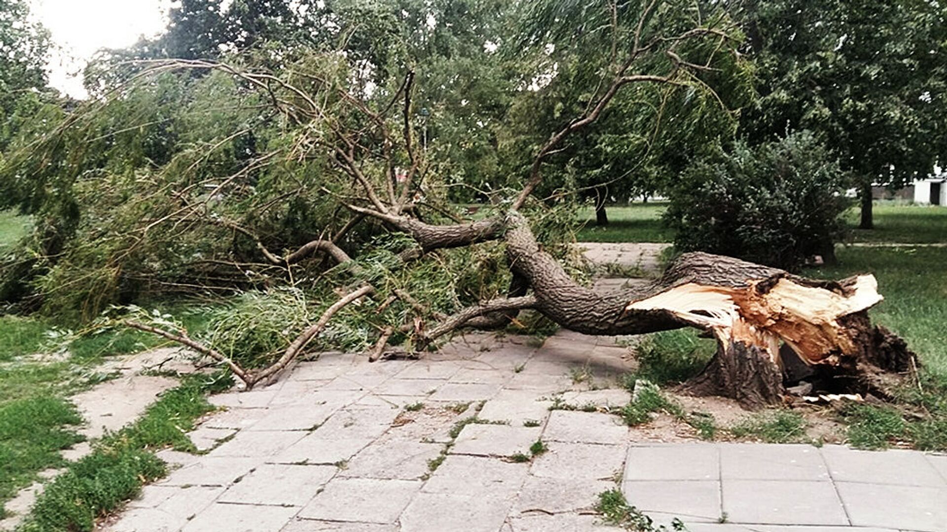 Поваленное дерево в Вильнюсе, 25 июля 2019 года - Sputnik Lietuva, 1920, 31.07.2021