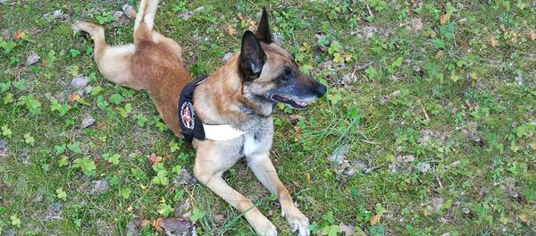 Собака из приюта, архивное фото Собака из приюта, архивное фото - Sputnik Lietuva