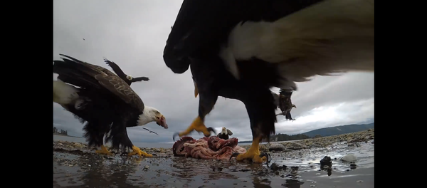 Орел украл камеру у натуралиста и снял свой полет на видео Орел украл камеру у натуралиста и снял свой полет на видео - Sputnik Lietuva