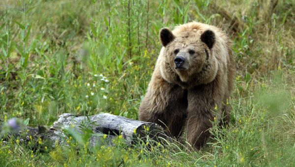 Бурый медведь, архивное фото - Sputnik Lietuva