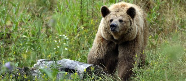 Бурый медведь, архивное фото - Sputnik Lietuva