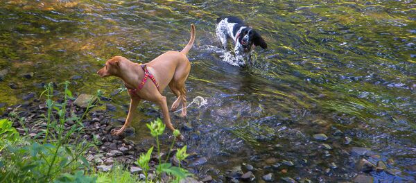 Собаки купаются в реке Нерис в Вильнюсе, архивное фото - Sputnik Lietuva