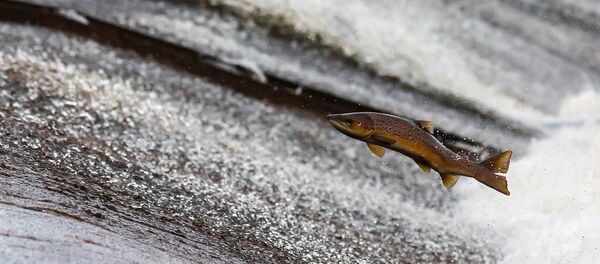 Лосось - Sputnik Литва