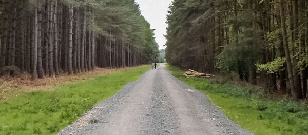Лесная дорога - Sputnik Литва