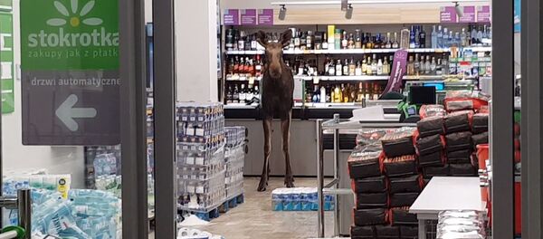 Lenkijoje briedis suniokojo vietinę parduotuvę Lenkijoje briedis suniokojo vietinę parduotuvę - Sputnik Lietuva