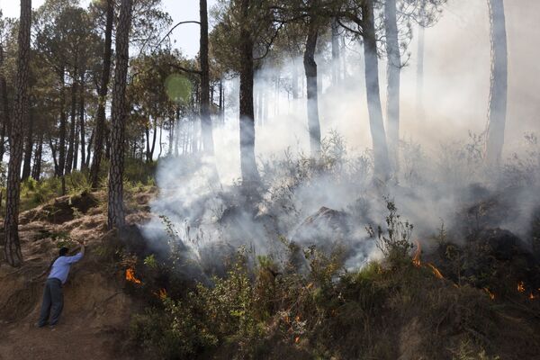 Мужчина пытается погасить огонь в лесу в деревне у подножия Гималаев, Индия - Sputnik Литва