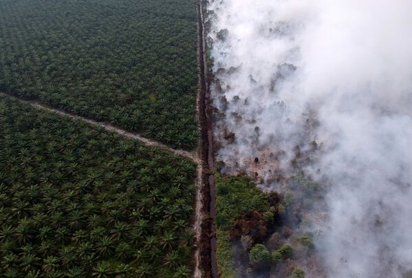 Вид с воздуха на лесной пожар в Индонезии - Sputnik Литва