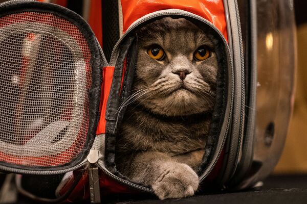 Кошка Thunder Folds Cat до начала показа кошачьей моды Algonquin Hotel’s Annual Cat Fashion Show в Нью-Йорке - Sputnik Lietuva