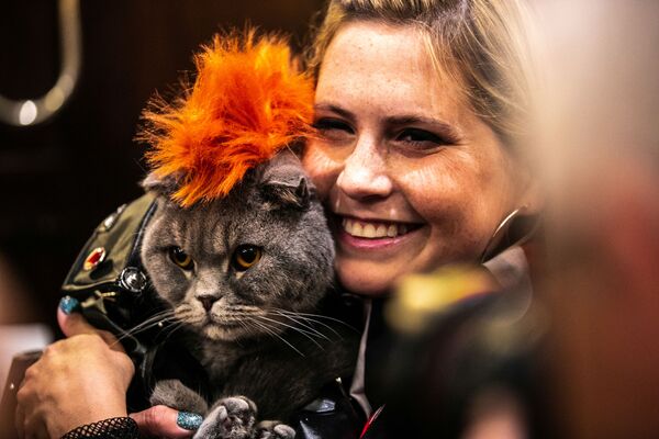 Кошка Thunder Folds на показе кошачьей моды Algonquin Hotel’s Annual Cat Fashion Show в Нью-Йорке  - Sputnik Lietuva