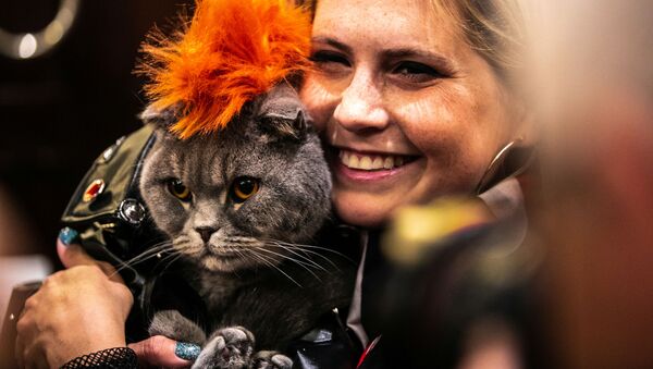 Кошка Thunder Folds на показе кошачьей моды Algonquin Hotel’s Annual Cat Fashion Show в Нью-Йорке  - Sputnik Lietuva