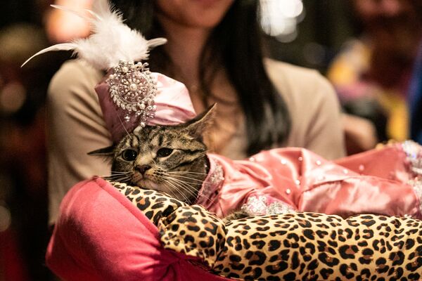 Высокая мода в Нью-Йорке: кошки вышли на дефиле в национальных костюмах - Sputnik Литва