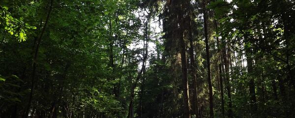 Бор Пуниос в Литве, архивное фото Бор Пуниос в Литве, архивное фото - Sputnik Литва