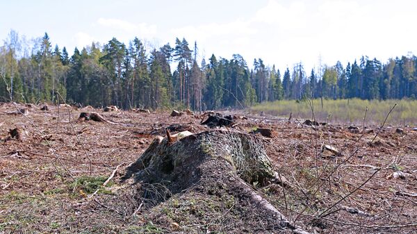 Поляна в лесу после вырубки деревьев, архивное фото - Sputnik Литва