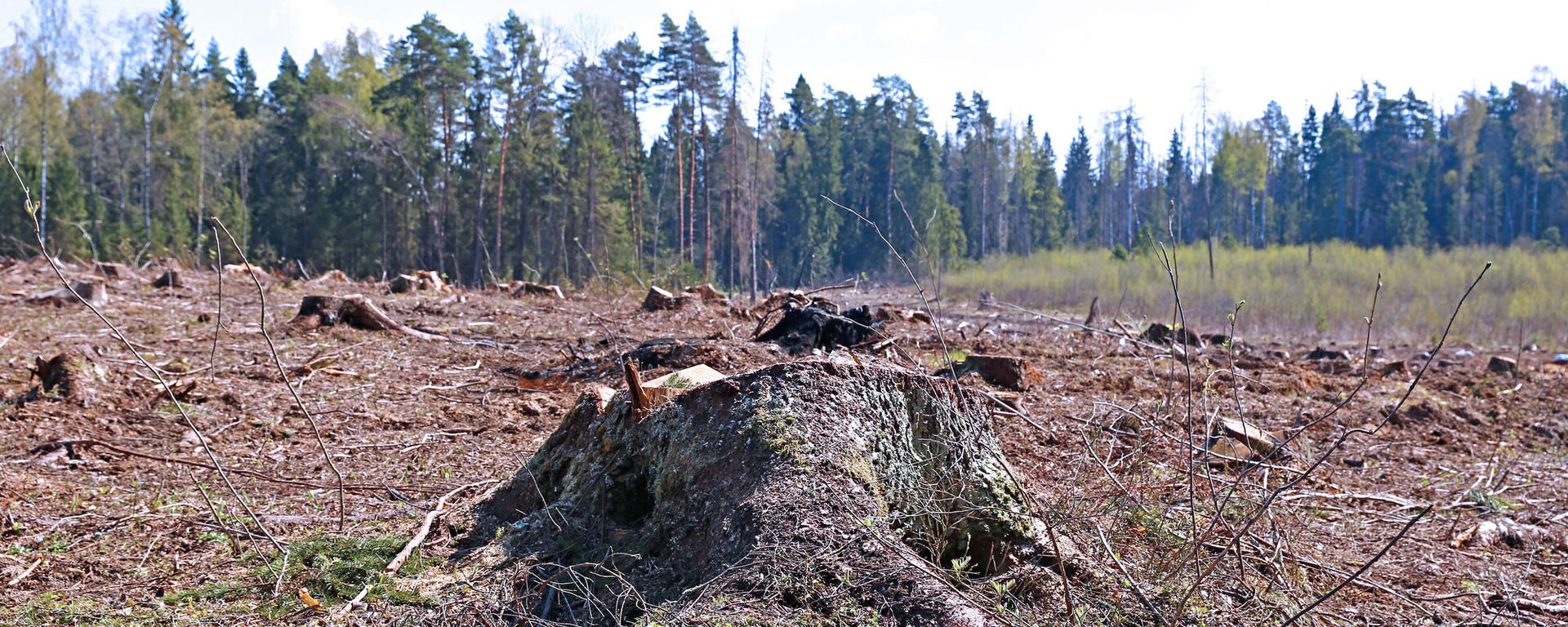 Поляна в лесу после вырубки деревьев, архивное фото - Sputnik Литва, 1920, 29.04.2022
