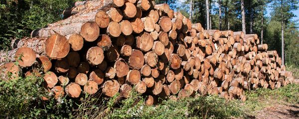 Свежесрезанные пиломатериалы, древесина, хранящиеся в лесу, архивное фото - Sputnik Литва