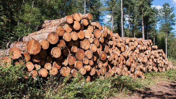 Свежесрезанные пиломатериалы, древесина, хранящиеся в лесу, архивное фото - Sputnik Литва